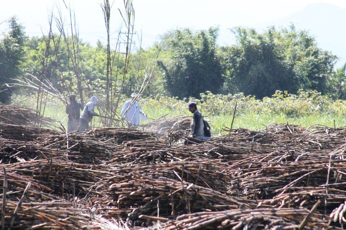 Crimen organizado alcanza a cañeros de oriente de Morelos